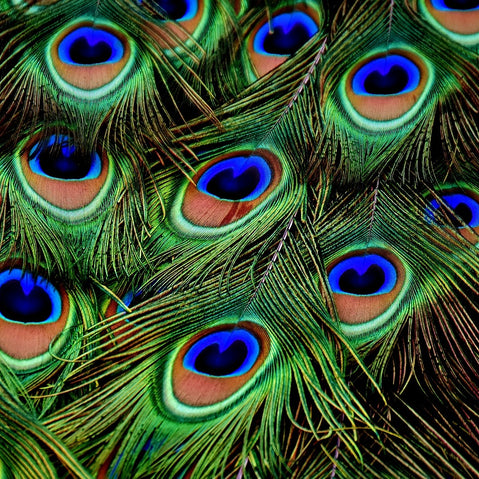 The Lagniappe Collection (Apparel & Accessories)